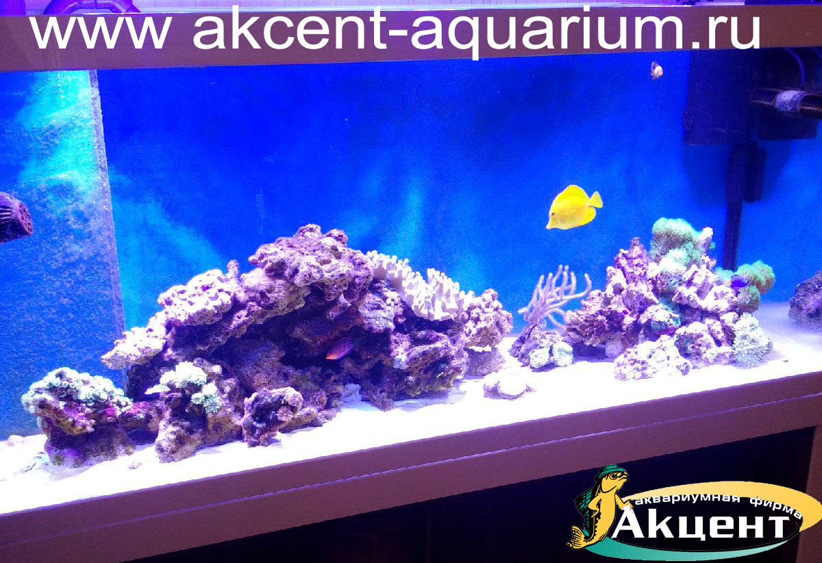 Акцент-аквариум, аквариум морской 450 литров, живые камни, кораллы, морская рыба